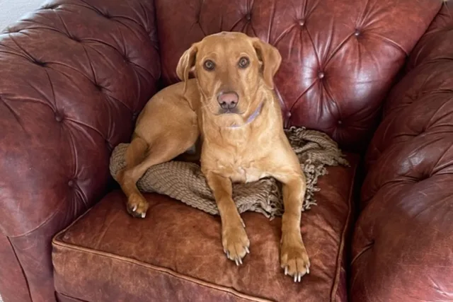 Allie, Lab