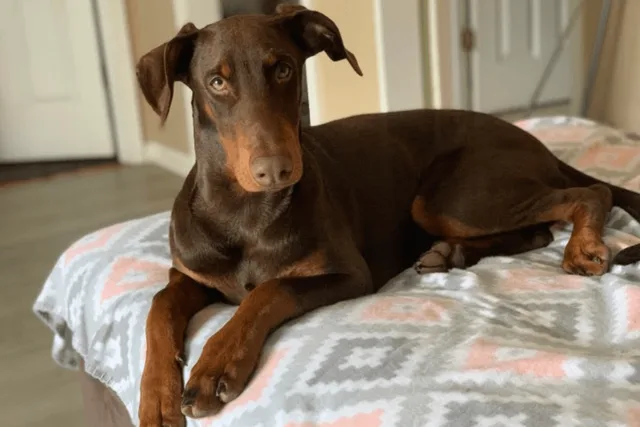 Archie, Doberman