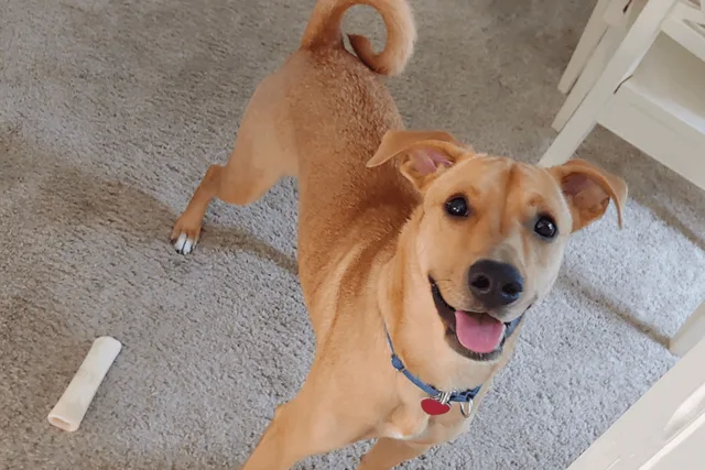 Copper, Lab Hound Amstaff