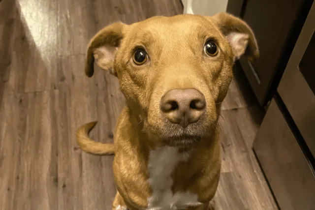 Jack, Terrier Mix