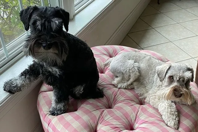 Karl and Lincoln, Miniature Schnauzers