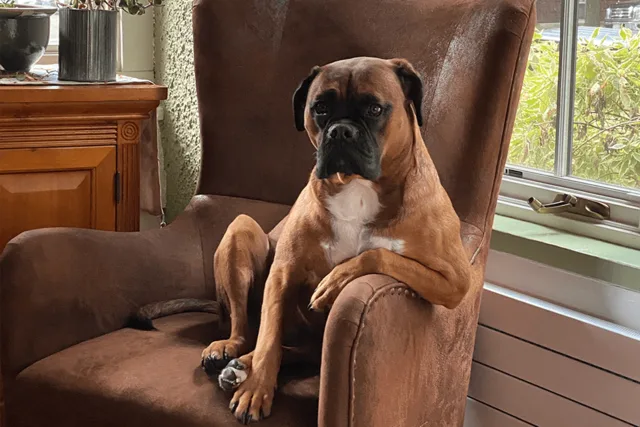Kedzie, Boxer