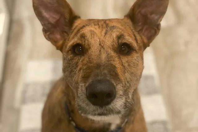 Maple Syrup, Airedale Terrier Mix