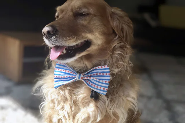 Milo, Miniature Golden Retriever
