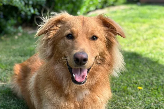 Otis Tiger, Golden Collie
