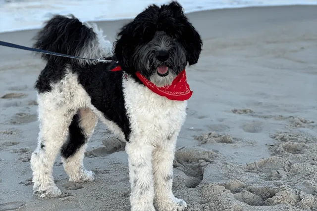 Posie, Labradoodle