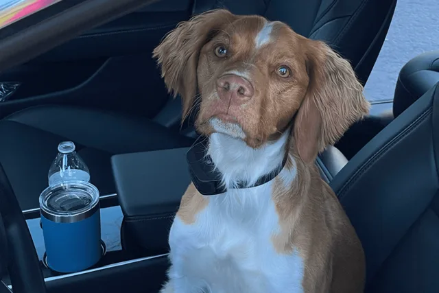 Riley, Brittany Spaniel
