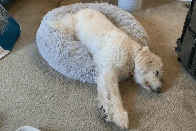 Trudy, Poodle Mix